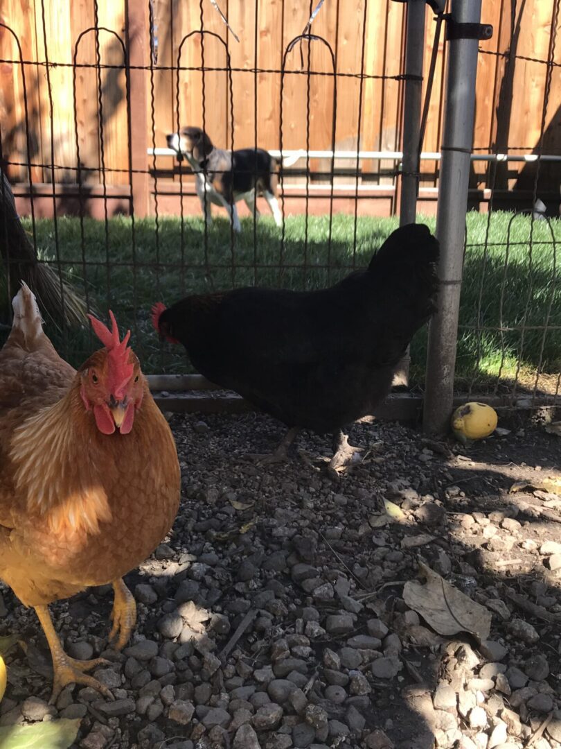 Chickens roaming inside a fenced area with sunlight.