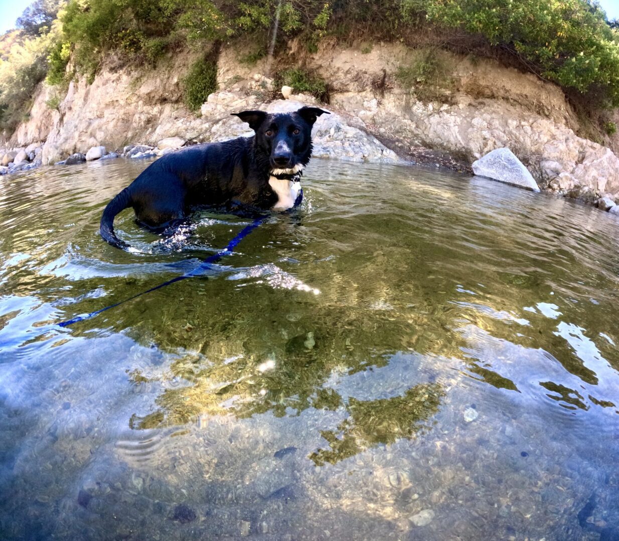 A dog standing in shallow water by a rocky shore.