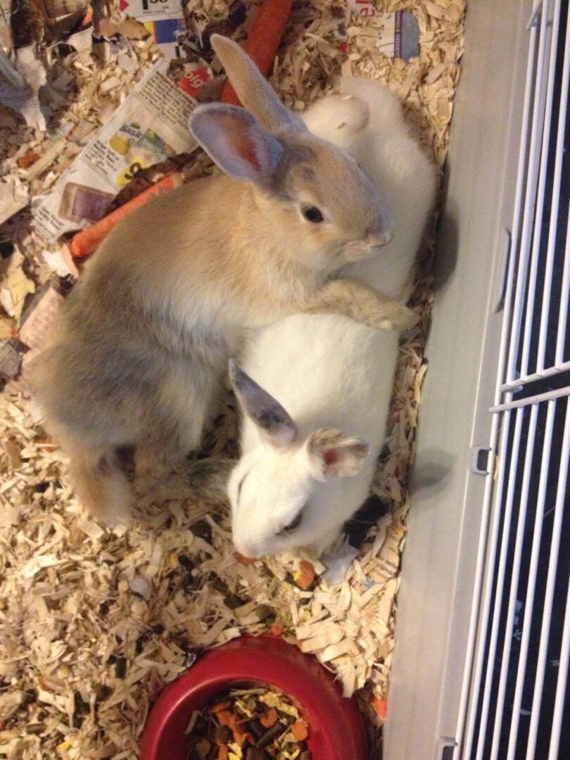 Two rabbits resting closely together inside a cage.