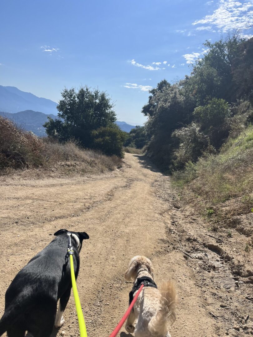 Two dogs on leashes walking on a sunny dirt trail surrounded by trees and hills.