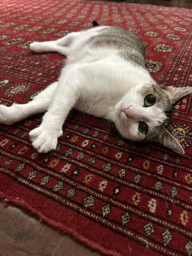 A relaxed cat lying on a patterned red rug.