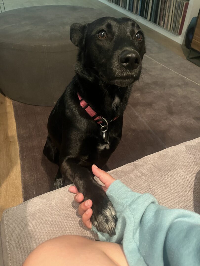 Black dog shaking hands with a person in a blue sleeve.
