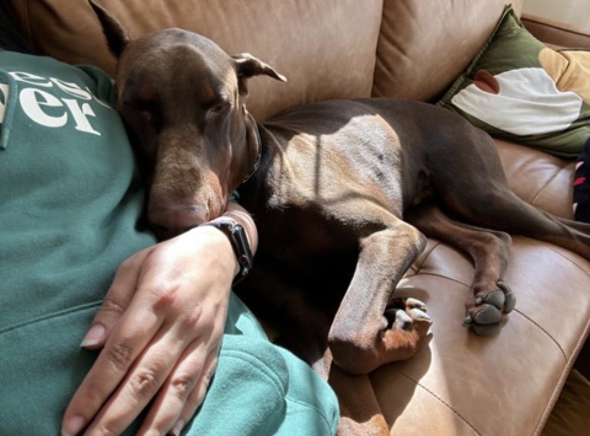 A large dog resting on a person's lap on a couch.