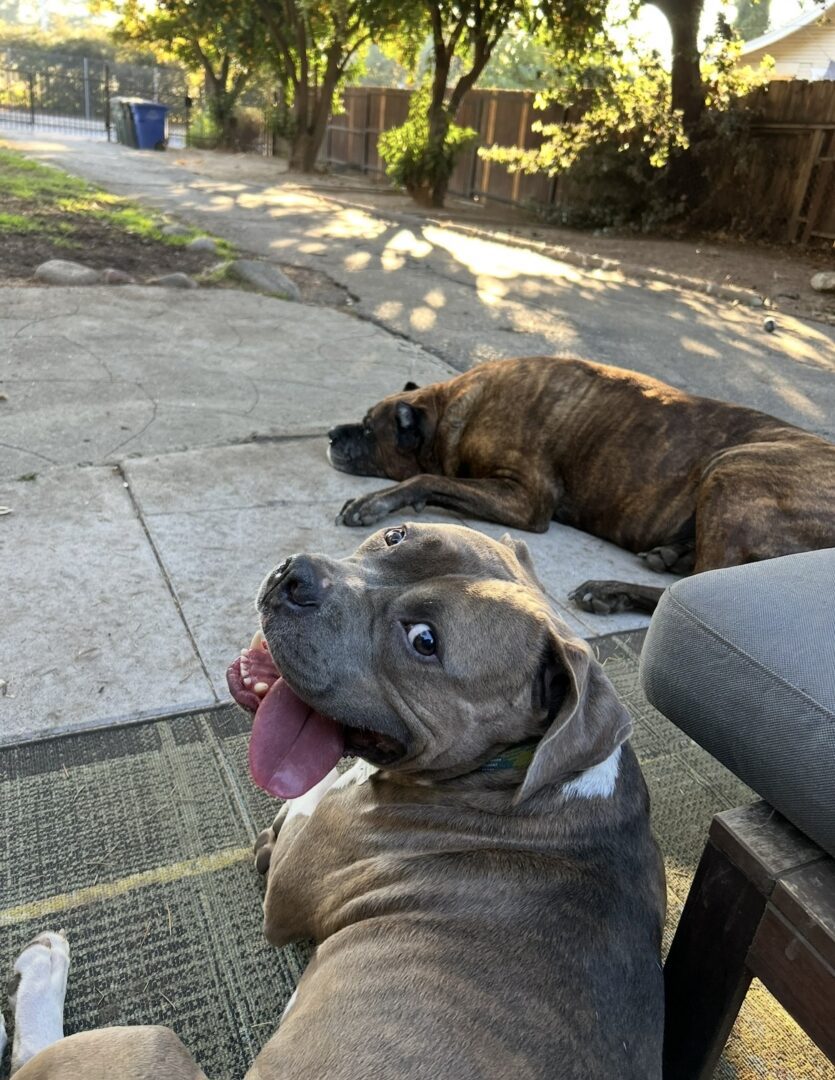 Two dogs relaxing outdoors on a sunny day.