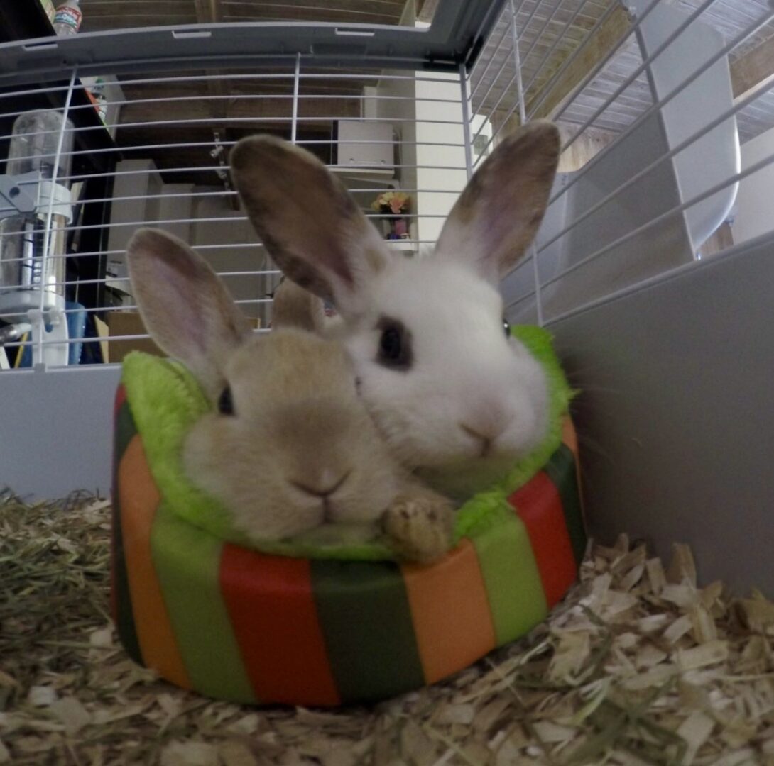 Two rabbits cuddling inside a colorful bed in their cage.