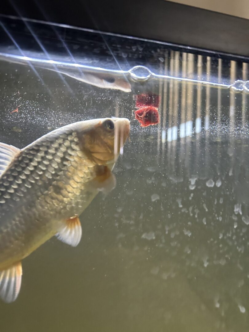 Close-up of a fish swimming near the aquarium glass.