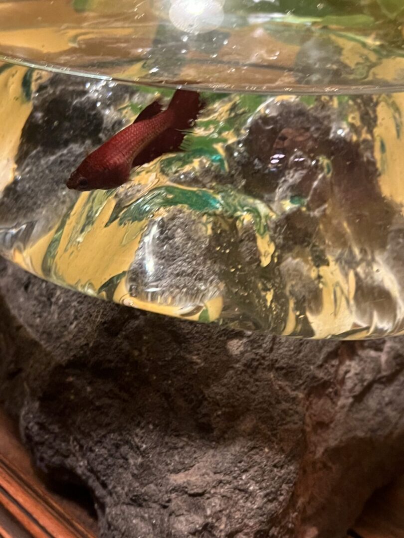Close-up of a rock with colorful mineral patches and metallic sheen.