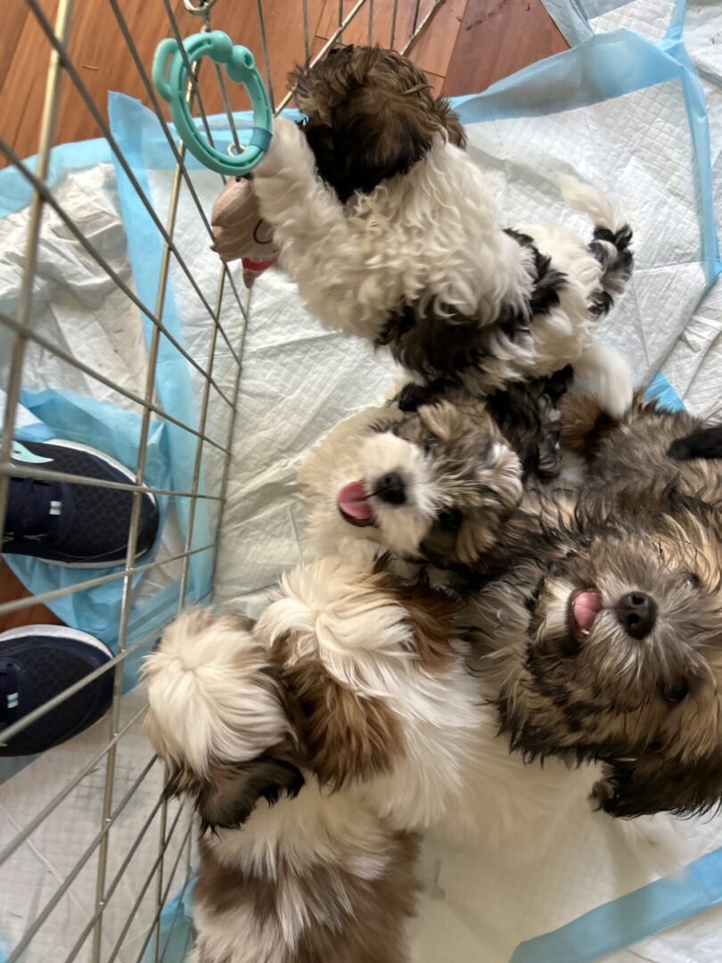 Two fluffy puppies resting inside a cage, looking playful and curious.