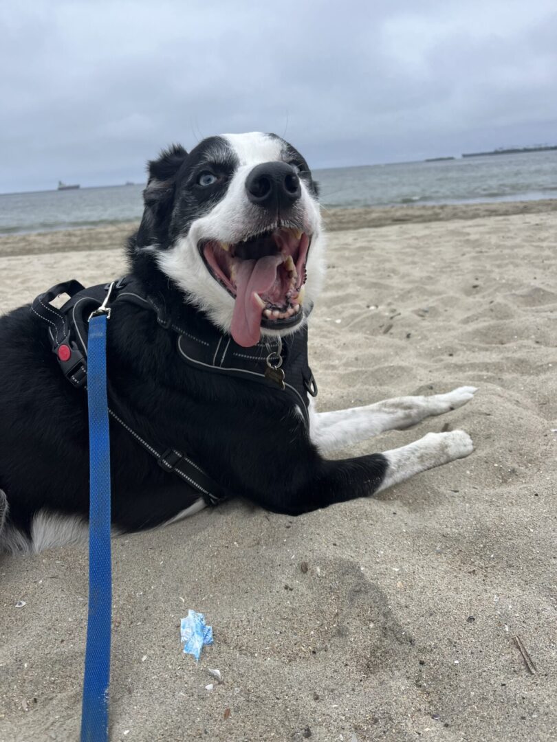 Happy black and white dog relaxing on sandy beach with leash.