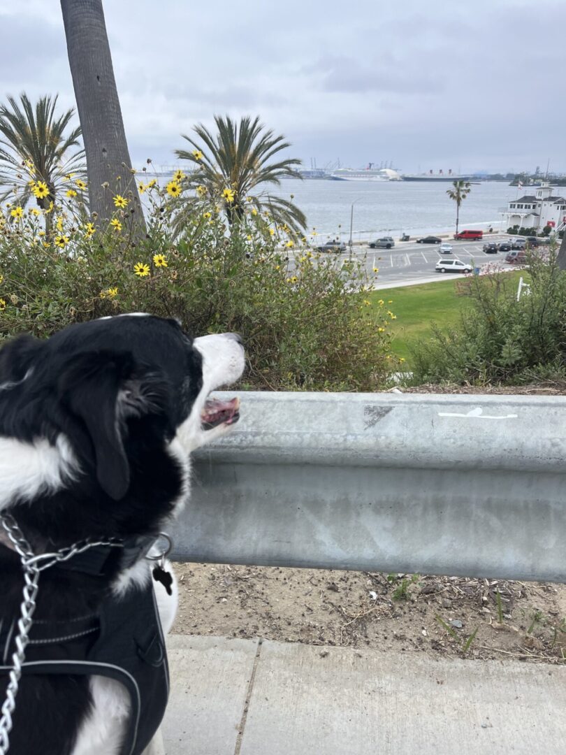 A black and white dog looking out over a marina with boats and palm trees.