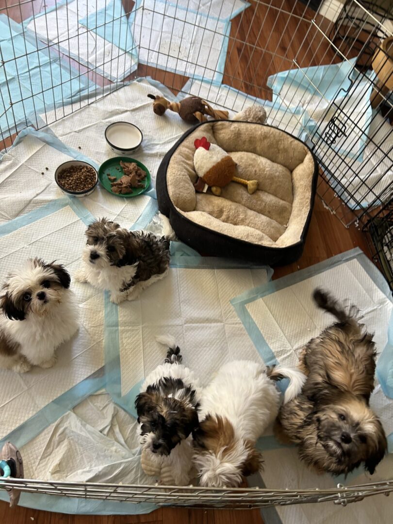 Five small puppies resting and playing inside a pen with a bed and food bowls.