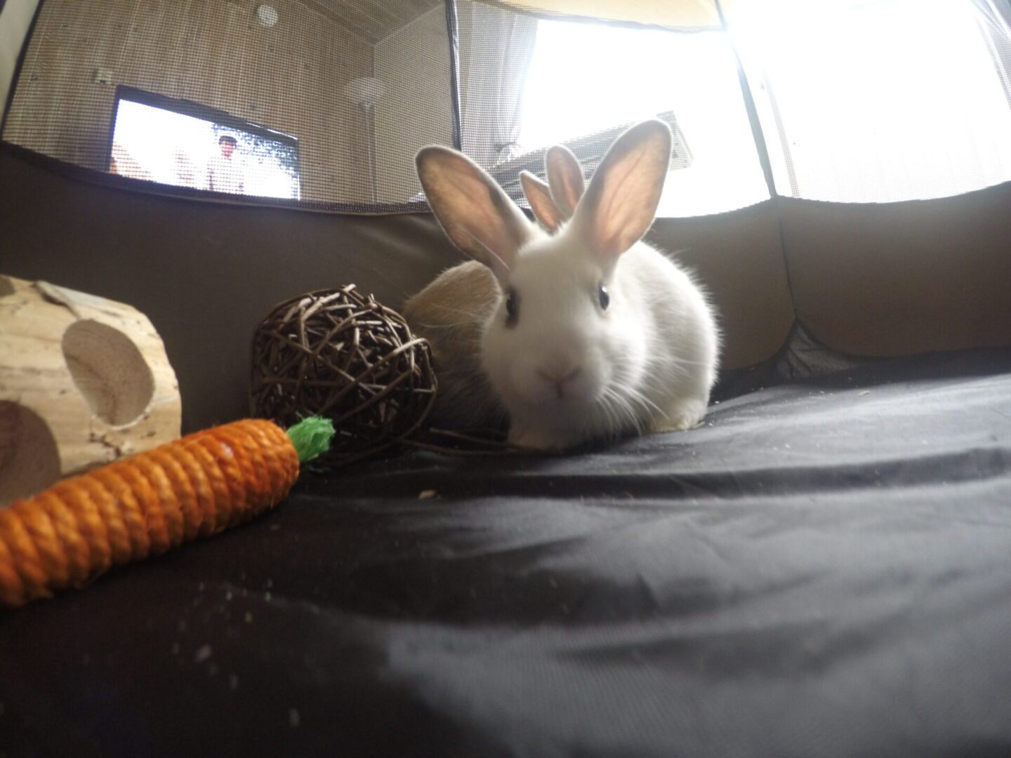 A white bunny sitting near a carrot and a toy on a black surface.