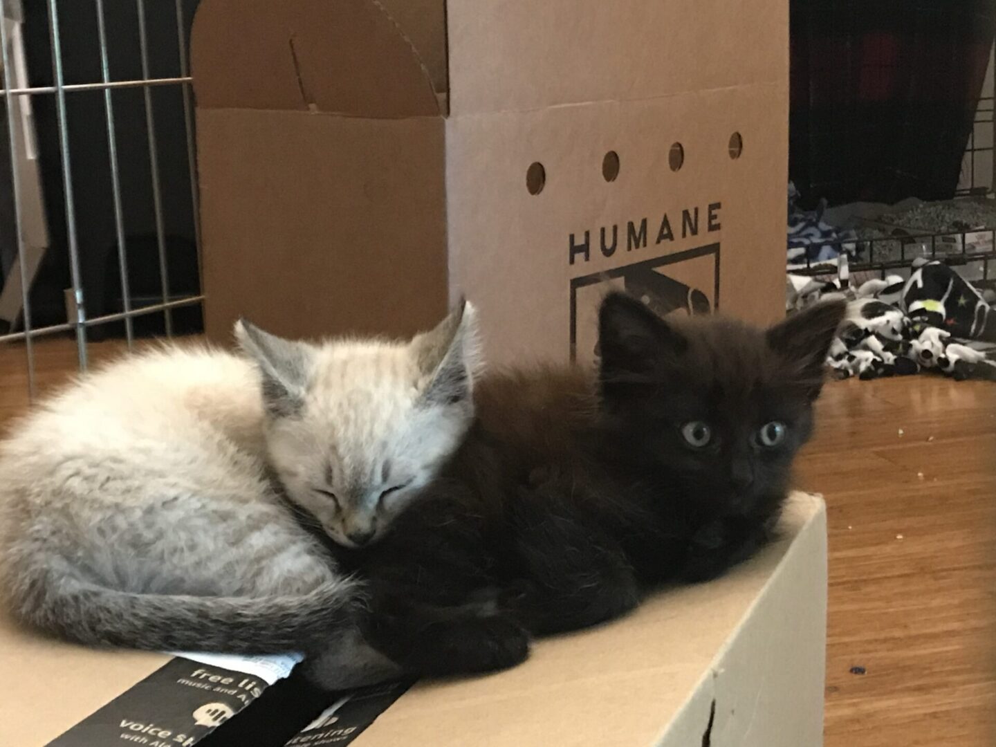 Two kittens resting together on a cardboard box.