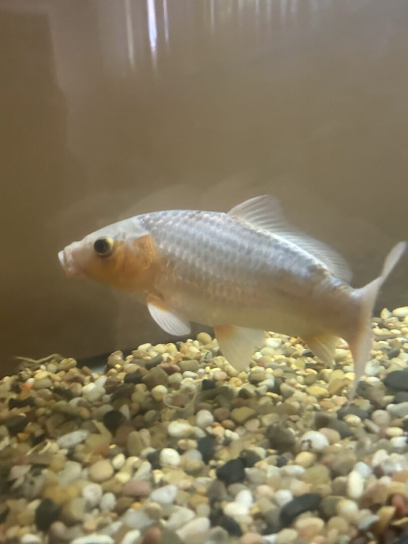 A pale fish swimming over gravel in an aquarium.
