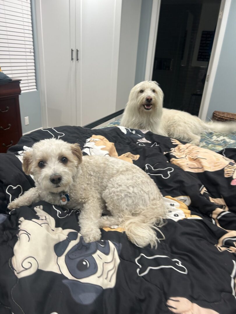 Two small dogs sitting on a bed with a black dog-themed blanket.