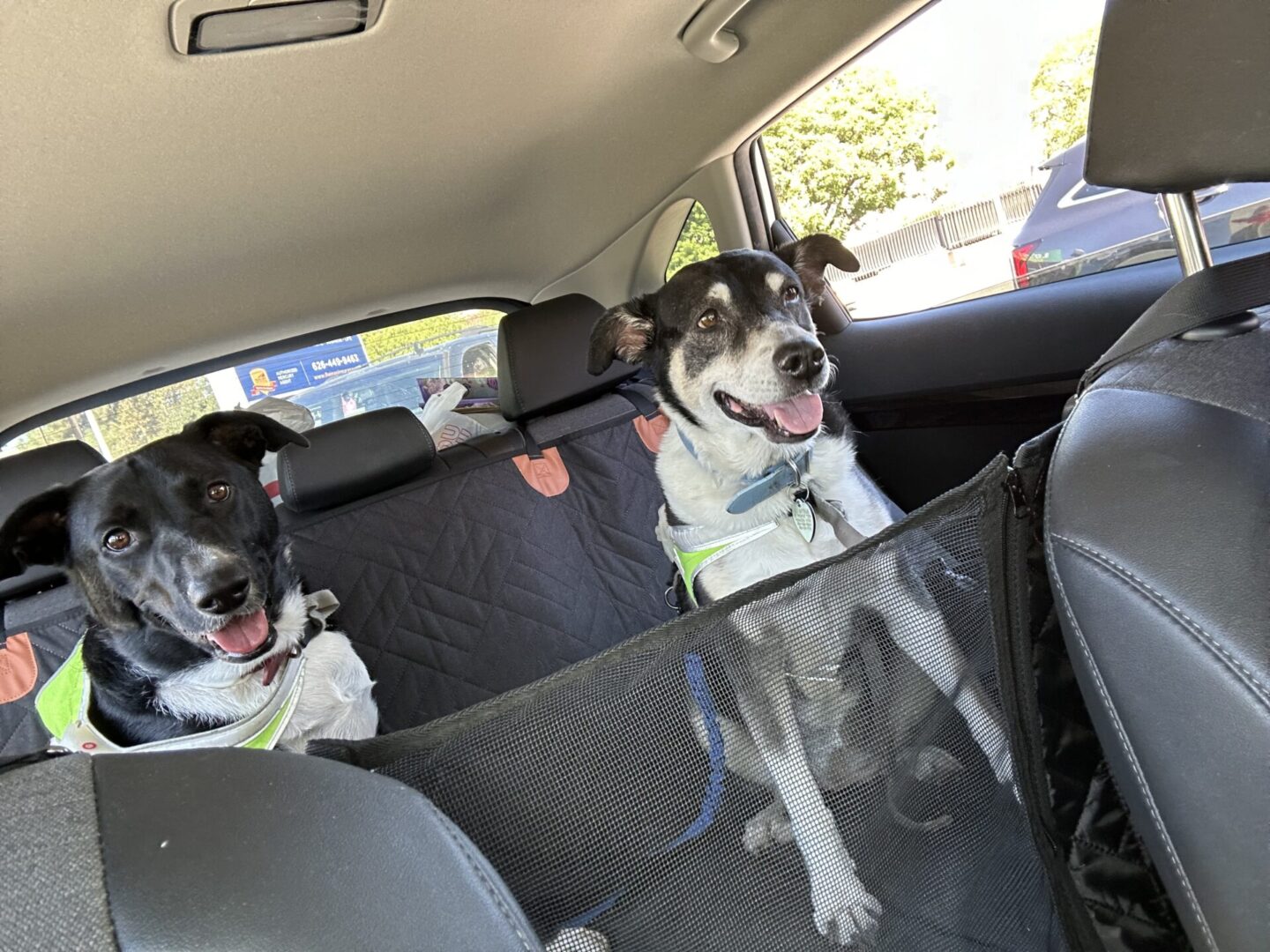Two excited dogs sit in the backseat of a car, separated by a mesh barrier.