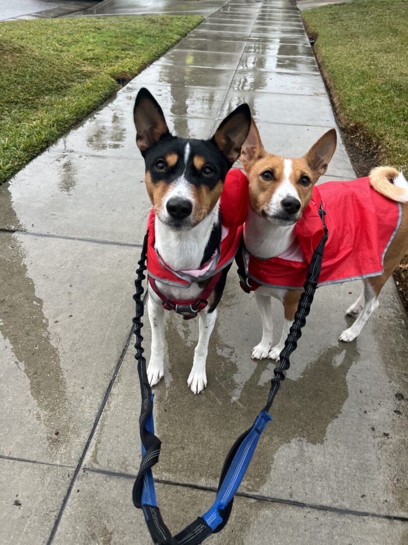 Two small dogs in red jackets on a rainy sidewalk.