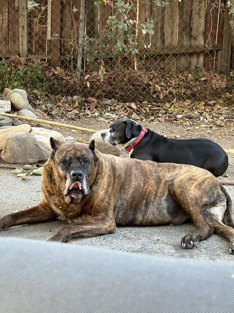 Two dogs resting on a driveway near rocks and fallen leaves.