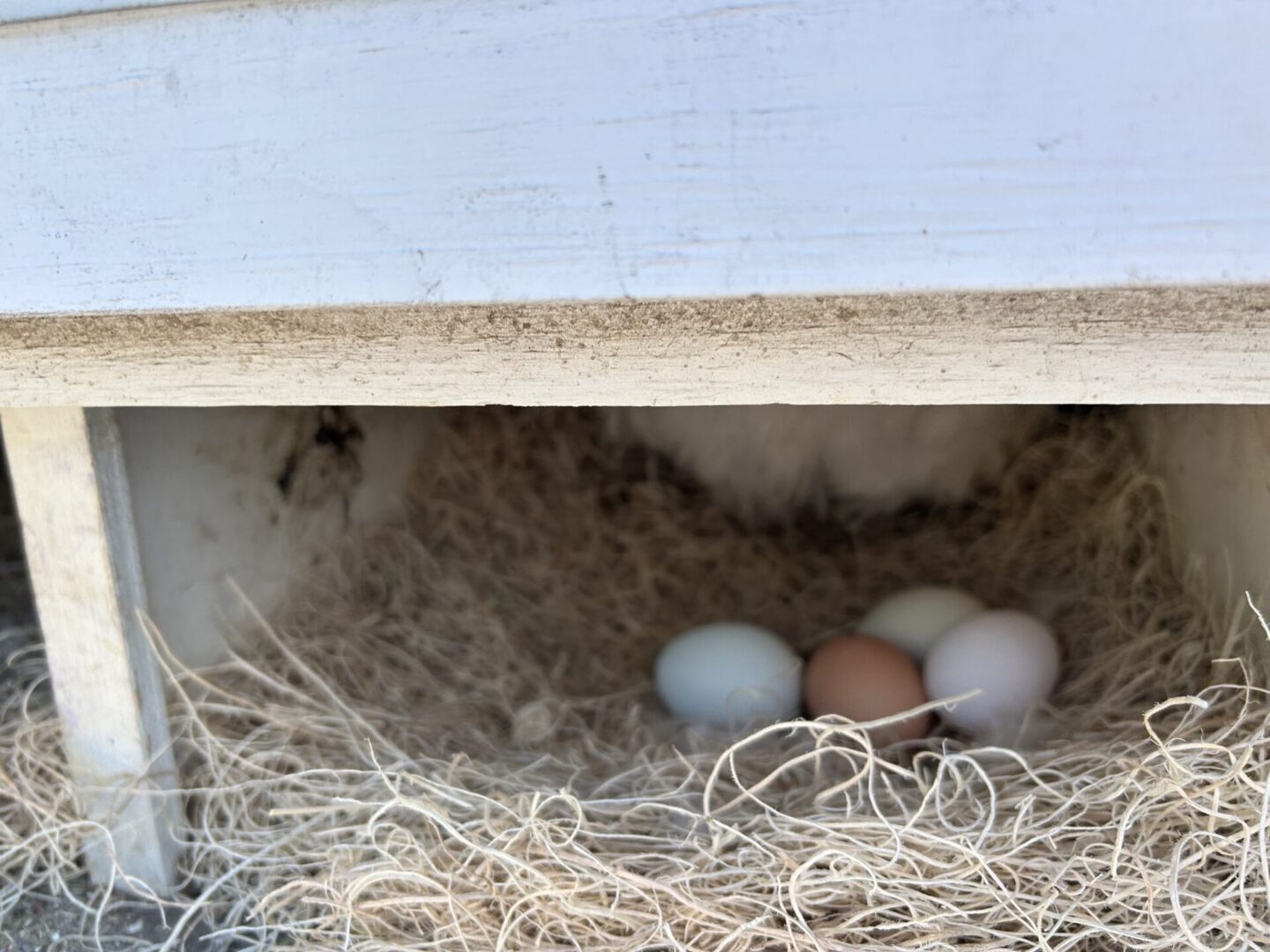 Bird eggs nestled in a natural nest under a ledge.