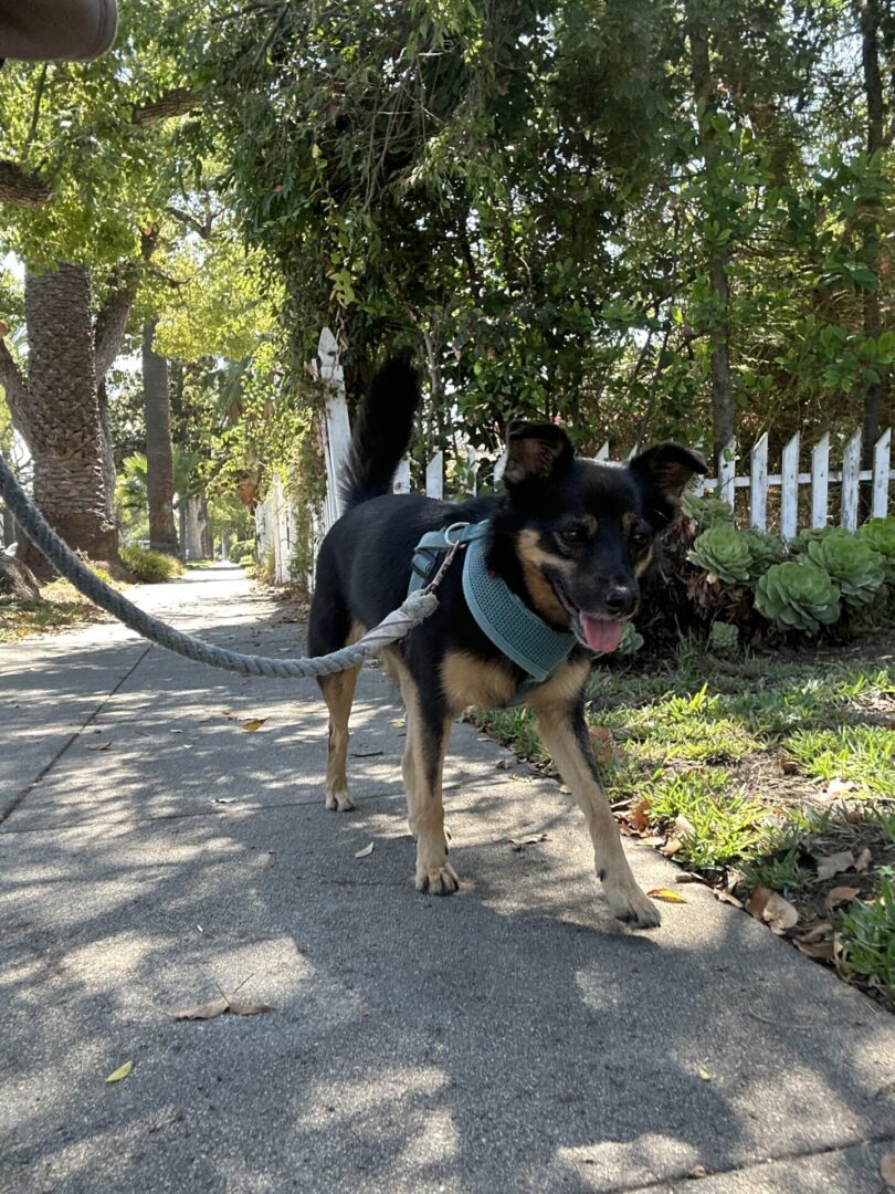 A happy dog walking on a sunny sidewalk with a harness.