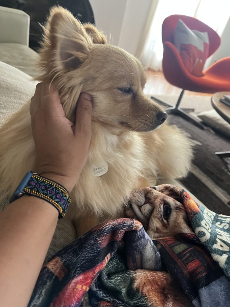 A fluffy dog being gently petted by a person.