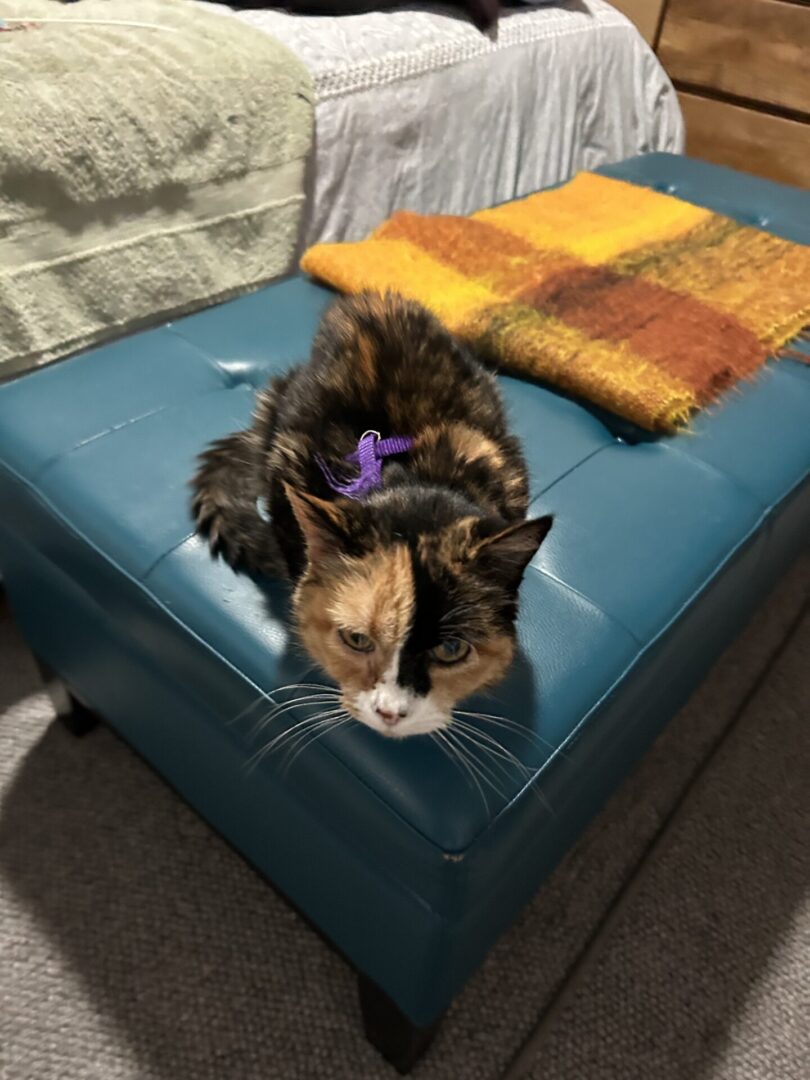 Calico cat resting on a blue ottoman with a colorful blanket nearby.