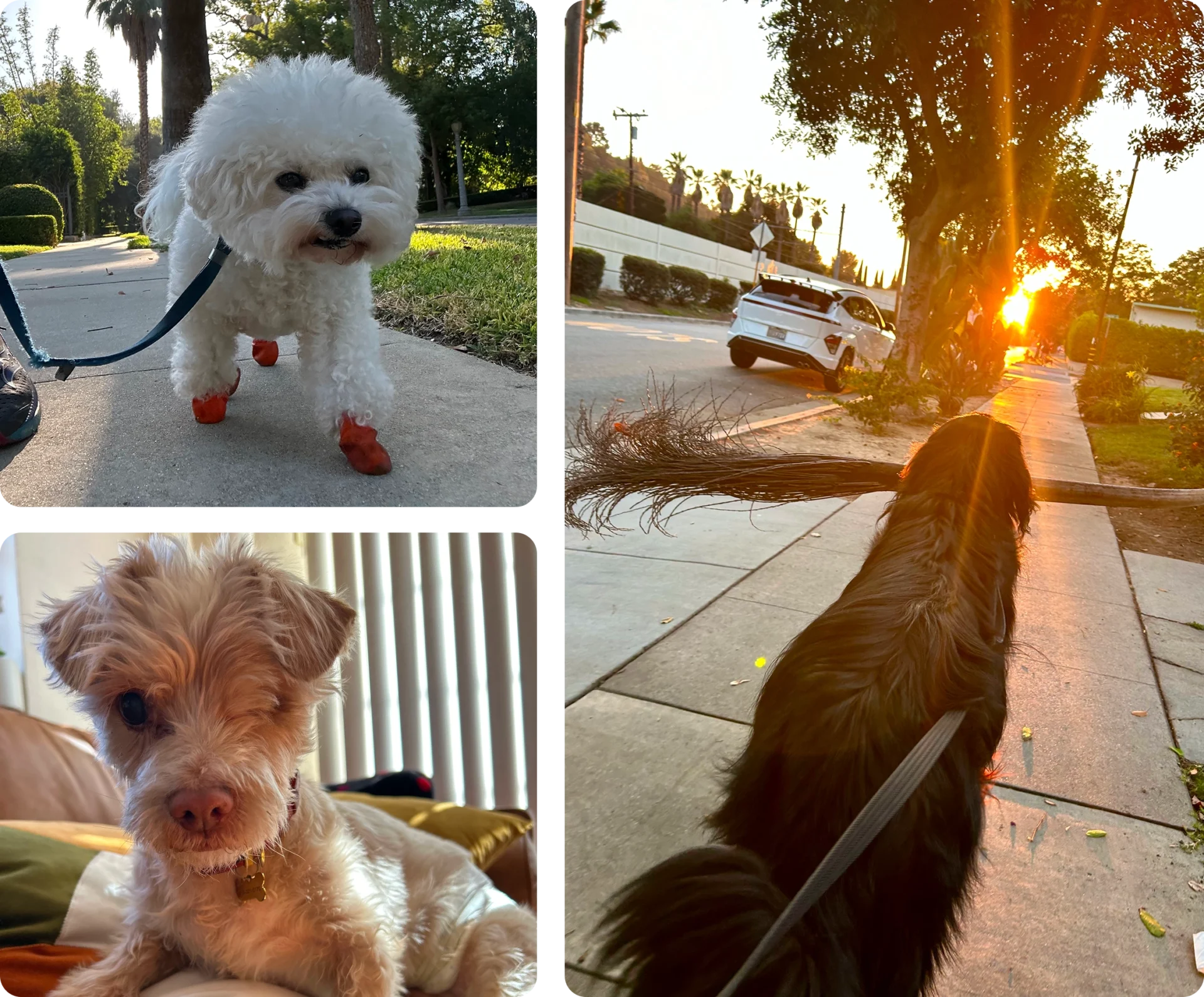 Dogs enjoying walks and lounging at home.
