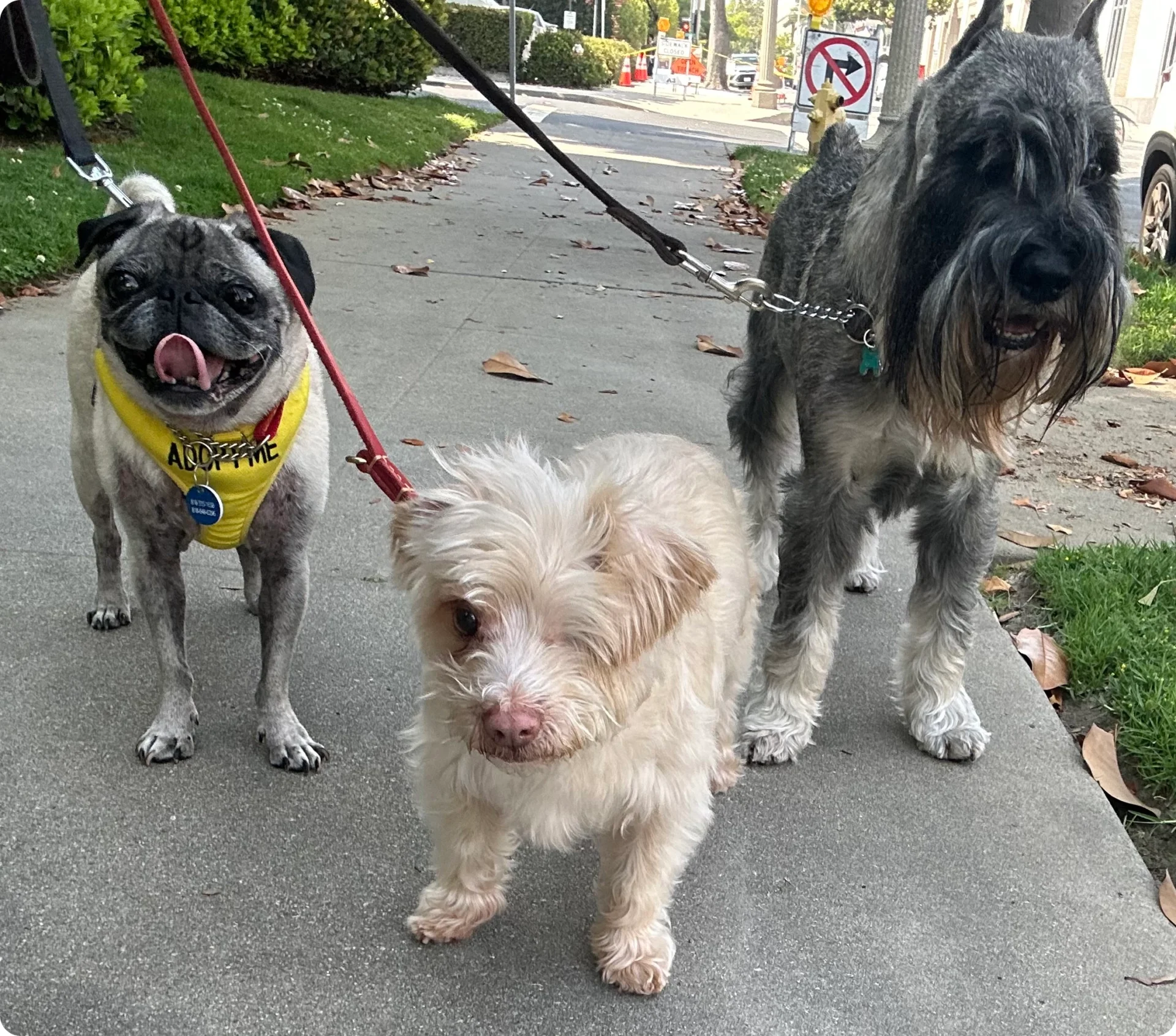 Three dogs on a sidewalk walk together.