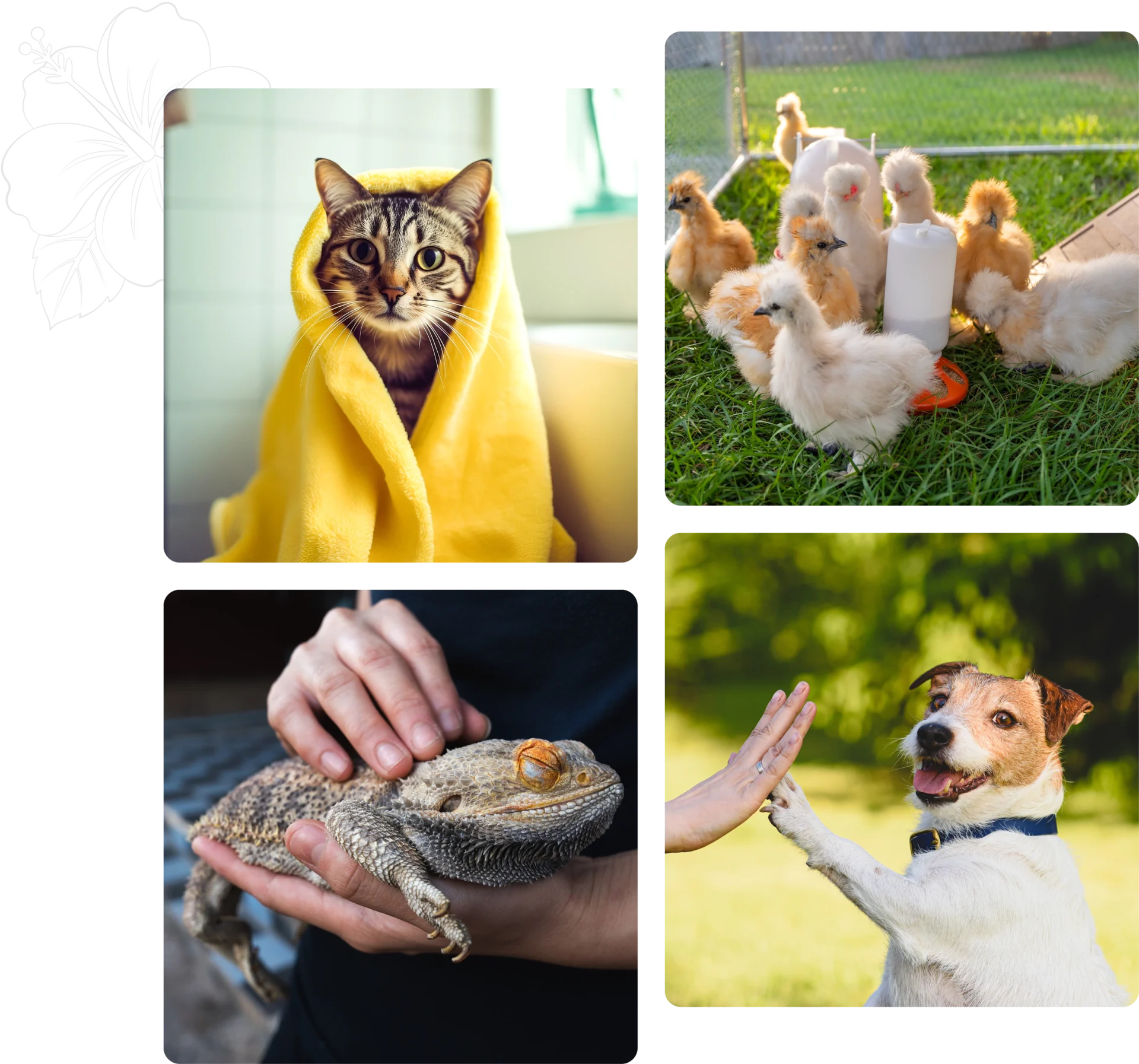 Cat, chicks, lizard, and dog collage.