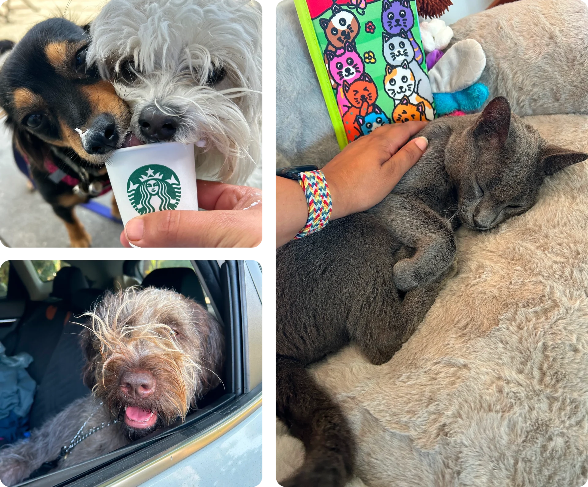 Dogs enjoying treats and a sleeping cat.